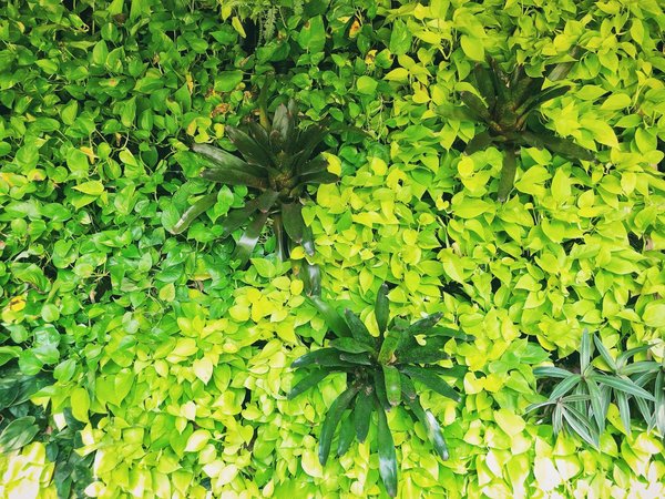 How Can Urban Vertical Gardens Alleviate the UK's Food Deserts?